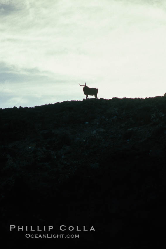 Feral goat atop ridge at sunset. Guadalupe Island (Isla Guadalupe), Baja California, Mexico, natural history stock photograph, photo id 03711