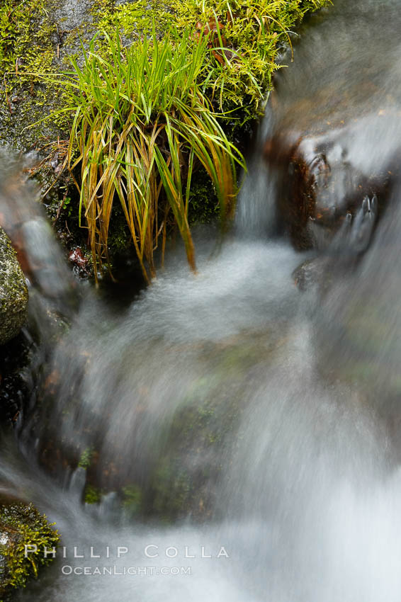 Fern Springs, a small natural spring in Yosemite Valley near the Pohono Bridge, trickles quietly over rocks as it flows into the Merced River. Yosemite Valley, Yosemite National Park, California