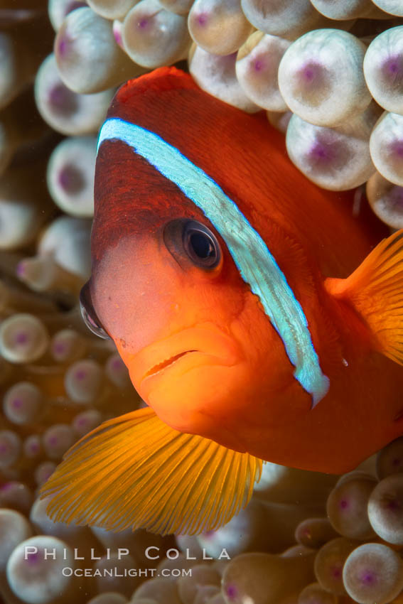 Fiji Barberi Clownfish, Amphiprion barberi, hiding among anemone tentacles, Fiji, Amphiprion barberi, Namena Marine Reserve, Namena Island