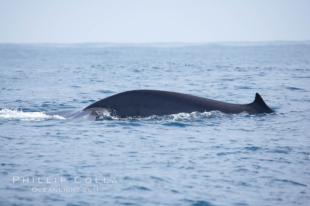 Fin whale dorsal fin.  The fin whale is named for its tall, falcate dorsal fin.  Mariners often refer to them as finback whales.  Coronado Islands, Mexico (northern Baja California, near San Diego). Coronado Islands (Islas Coronado), Balaenoptera physalus, natural history stock photograph, photo id 12784