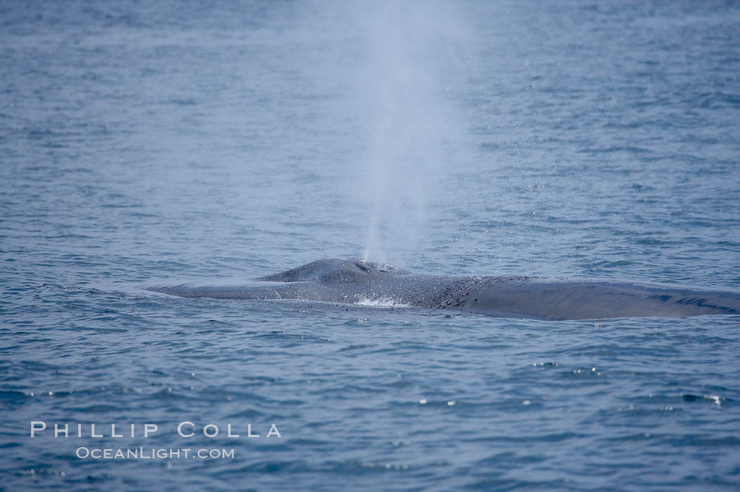 A fin whale blows at the surface between dives.  Coronado Islands, Mexico (northern Baja California, near San Diego). Coronado Islands (Islas Coronado), Balaenoptera physalus, natural history stock photograph, photo id 12781