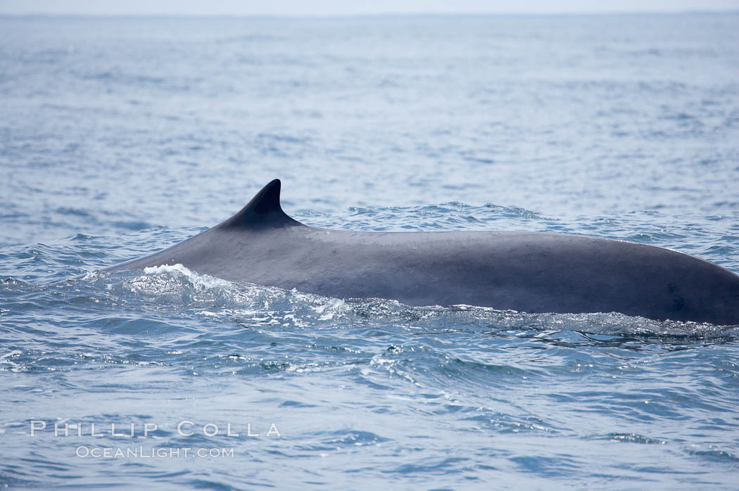 Fin whale dorsal fin.  The fin whale is named for its tall, falcate dorsal fin.  Mariners often refer to them as finback whales.  Coronado Islands, Mexico (northern Baja California, near San Diego). Coronado Islands (Islas Coronado), Balaenoptera physalus, natural history stock photograph, photo id 12780