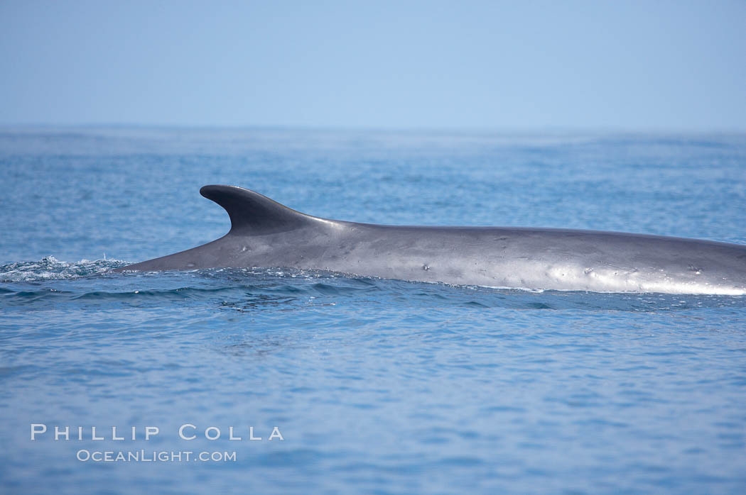 Fin whale dorsal fin.  The fin whale is named for its tall, falcate dorsal fin.  Mariners often refer to them as finback whales.  Coronado Islands, Mexico (northern Baja California, near San Diego). Coronado Islands (Islas Coronado), Balaenoptera physalus, natural history stock photograph, photo id 12771