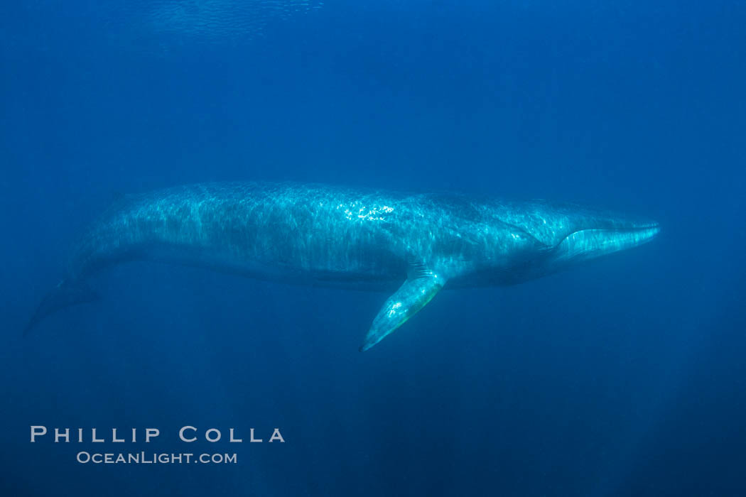 Fin whale underwater. The fin whale is the second longest and sixth most massive animal ever, reaching lengths of 88 feet, Balaenoptera physalus