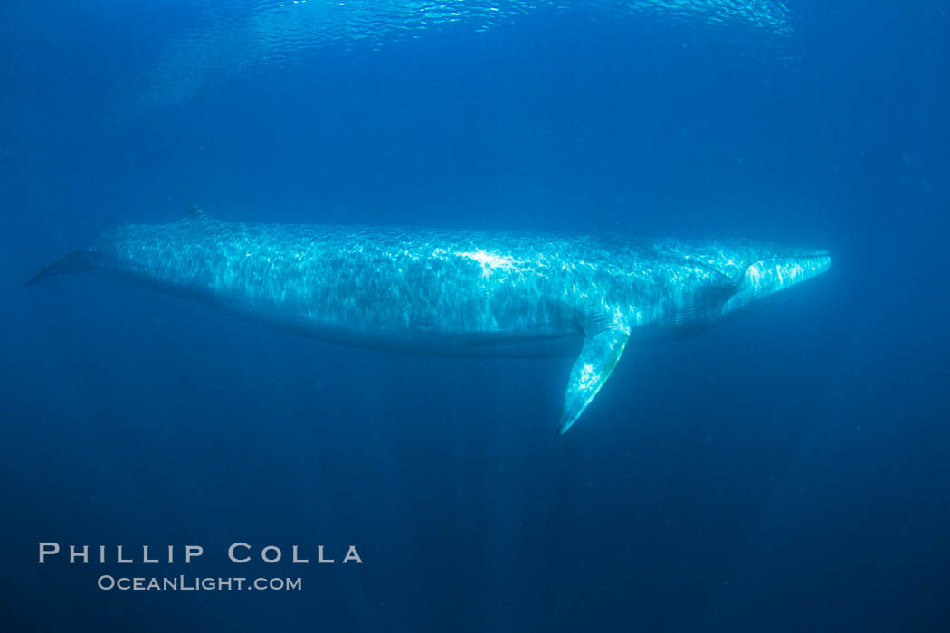 Fin whale underwater. The fin whale is the second longest and sixth most massive animal ever, reaching lengths of 88 feet., Balaenoptera physalus, natural history stock photograph, photo id 27596