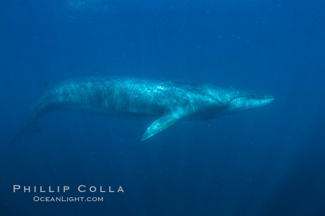 Fin whale underwater. The fin whale is the second longest and sixth most massive animal ever, reaching lengths of 88 feet., Balaenoptera physalus, natural history stock photograph, photo id 27593