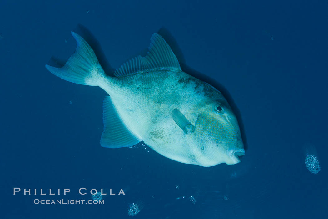 Finescale triggerfish underwater, Sea of Cortez, Baja California, Mexico, Balistes polylepis