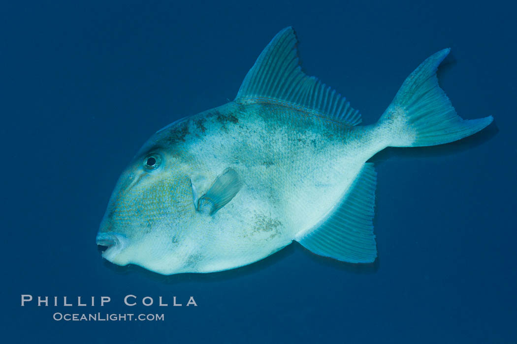 Finescale triggerfish underwater, Sea of Cortez, Baja California, Mexico., Balistes polylepis, natural history stock photograph, photo id 27488