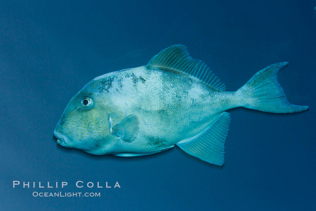 Finescale triggerfish underwater, Sea of Cortez, Baja California, Mexico., Balistes polylepis, natural history stock photograph, photo id 27491