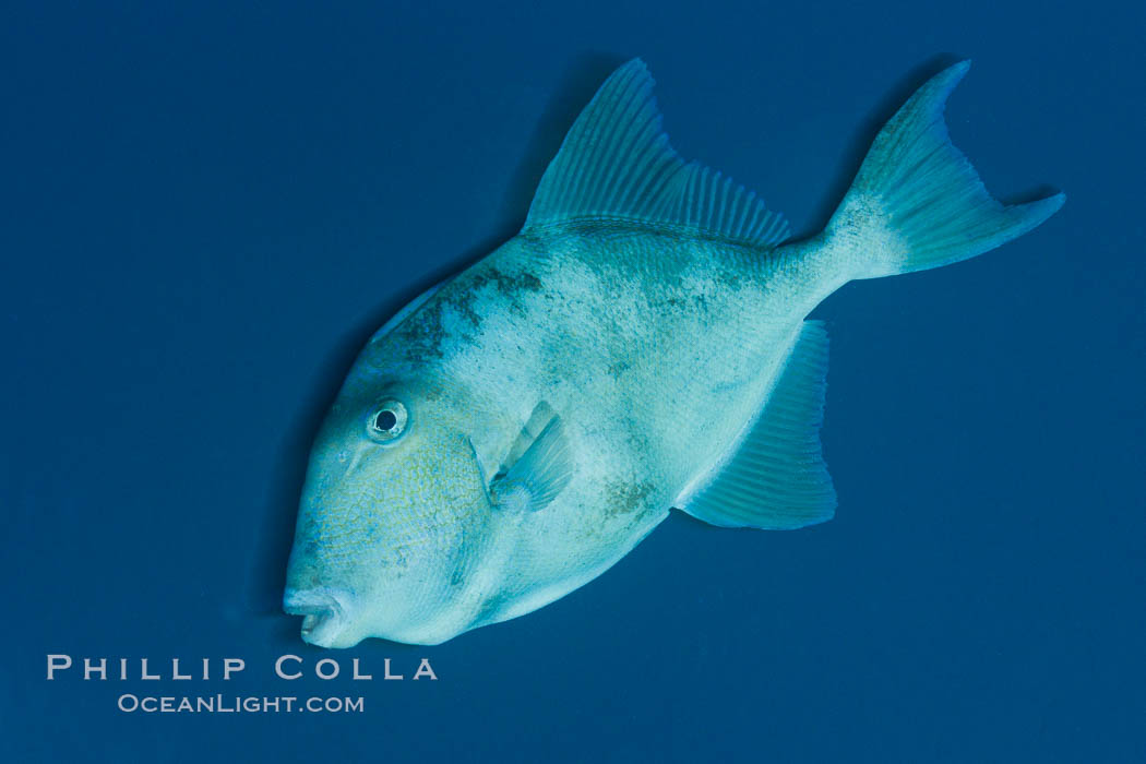 Finescale triggerfish underwater, Sea of Cortez, Baja California, Mexico., Balistes polylepis, natural history stock photograph, photo id 27489