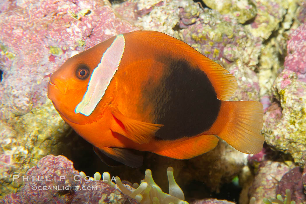 Fire clownfish., Amphiprion melanopus, natural history stock photograph, photo id 12905