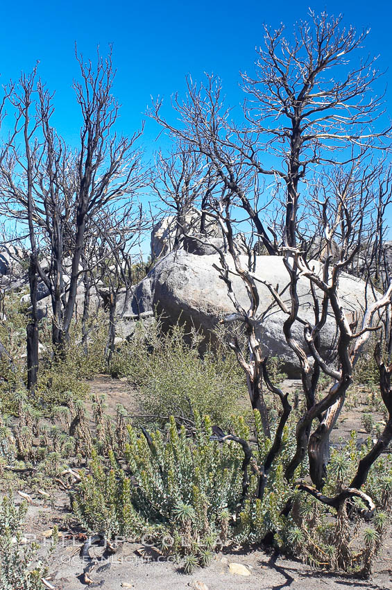 Fire damage on Stonewall Peak.  After the historic Cedar fire of 2003, much of the hills around Julian California were burnt.  One year later, new growth is seen amid the burnt oak trees and chaparral. USA, natural history stock photograph, photo id 12706