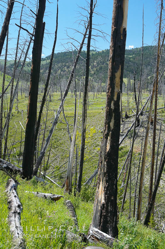 Yellowstones historic 1988 fires destroyed vast expanses of forest. Here scorched, dead stands of lodgepole pine stand testament to these fires, and to the renewal of these forests. Seedling and small lodgepole pines can be seen emerging between the dead trees, growing quickly on the nutrients left behind the fires. Southern Yellowstone National Park. Wyoming, USA, natural history stock photograph, photo id 13638