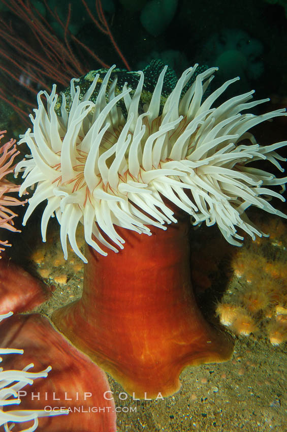 Fish-eating anemone., Urticina piscivora, natural history stock photograph, photo id 08982