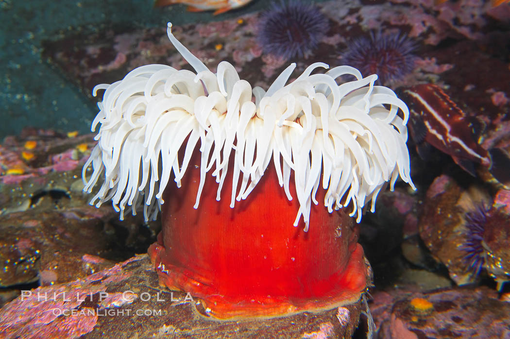 Fish-eating anemone., Urticina piscivora, natural history stock photograph, photo id 13738