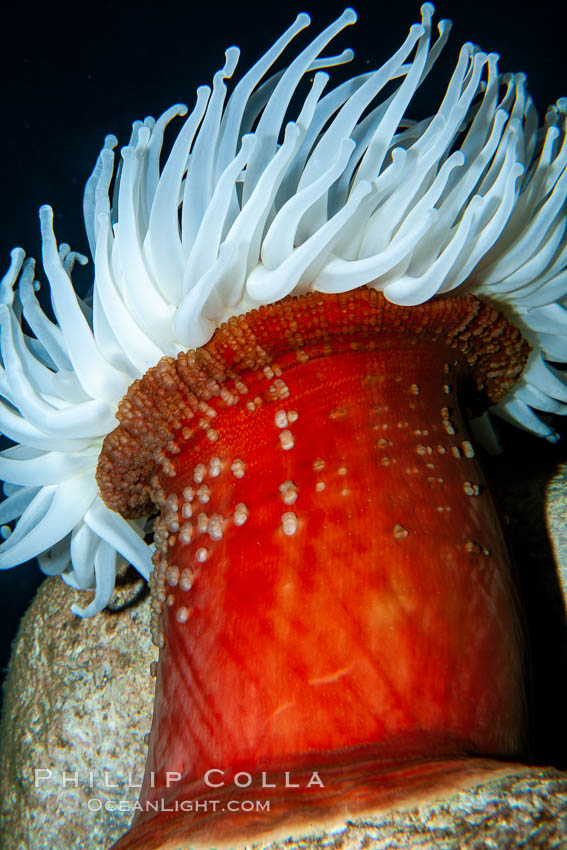 Fish-eating anemone., Urticina piscivora, natural history stock photograph, photo id 21530