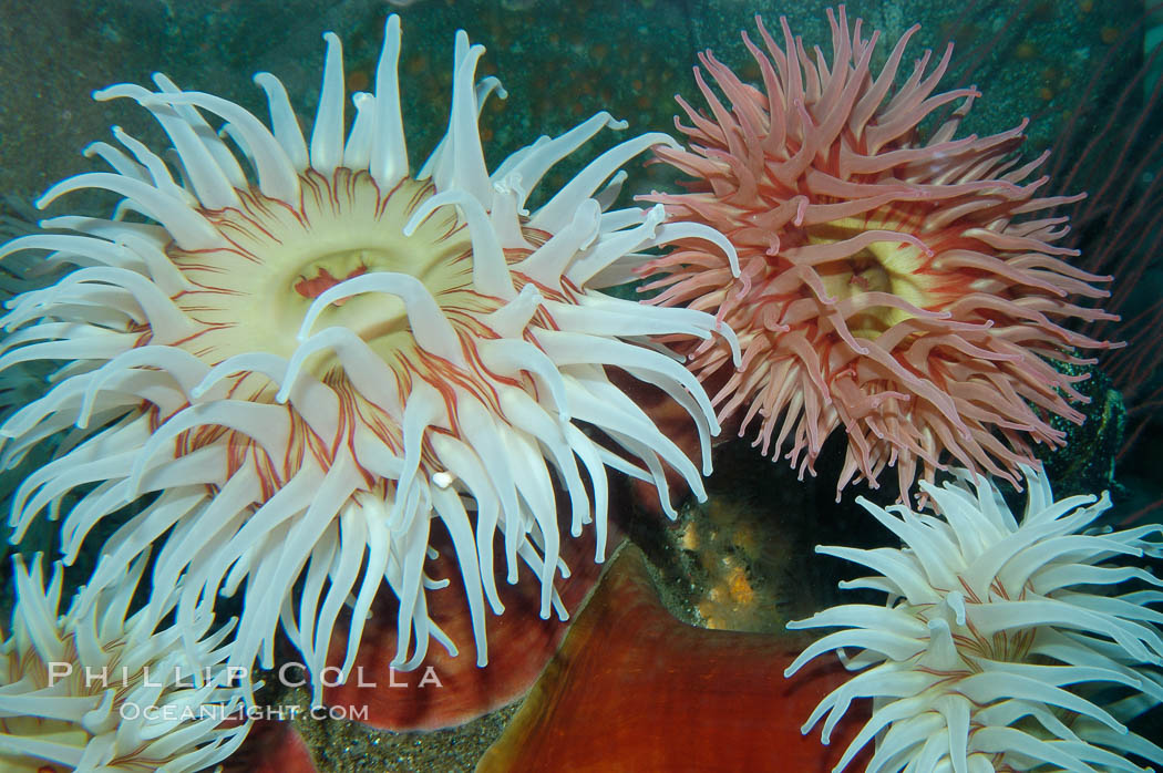 Fish-eating anemone., Urticina piscivora, natural history stock photograph, photo id 08980