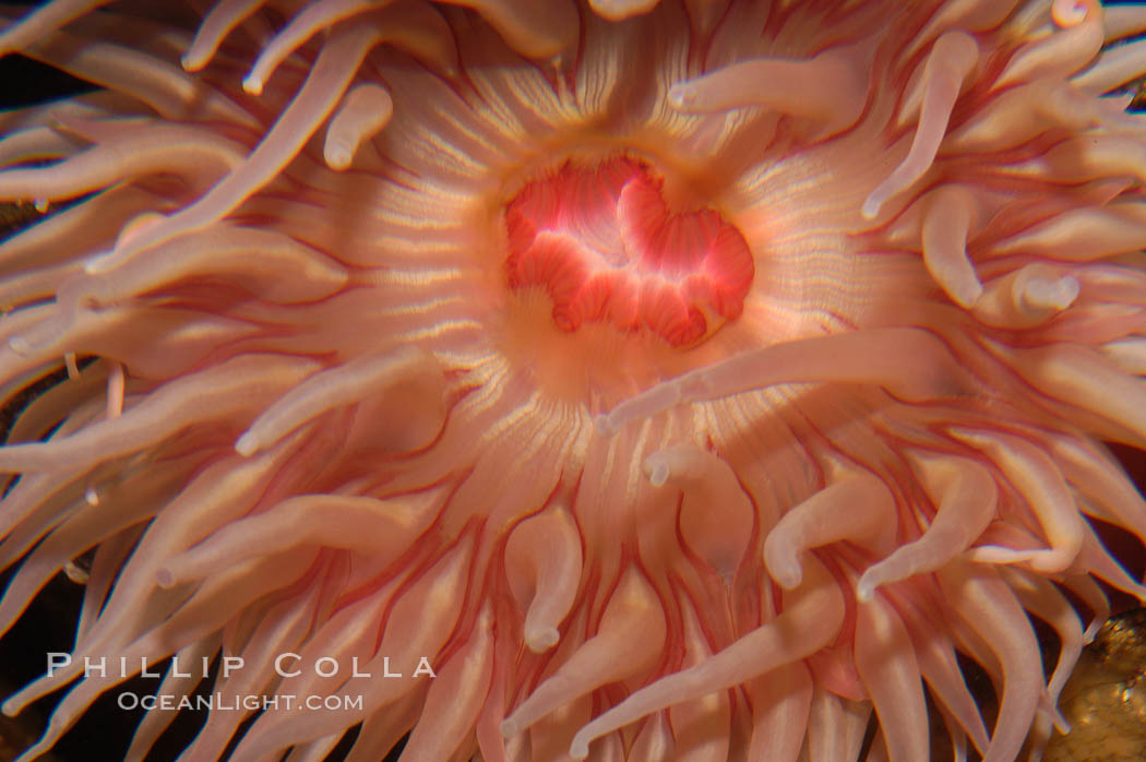 Fish-eating anemone., Urticina, natural history stock photograph, photo id 09040