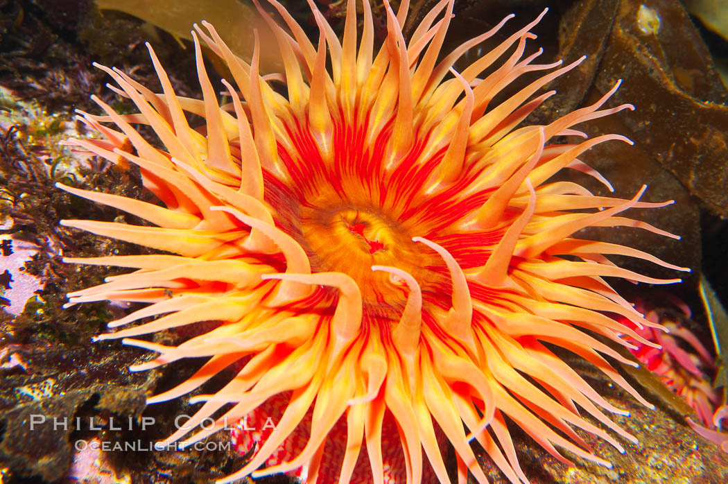 Fish-eating anemone., Urticina piscivora, natural history stock photograph, photo id 14940