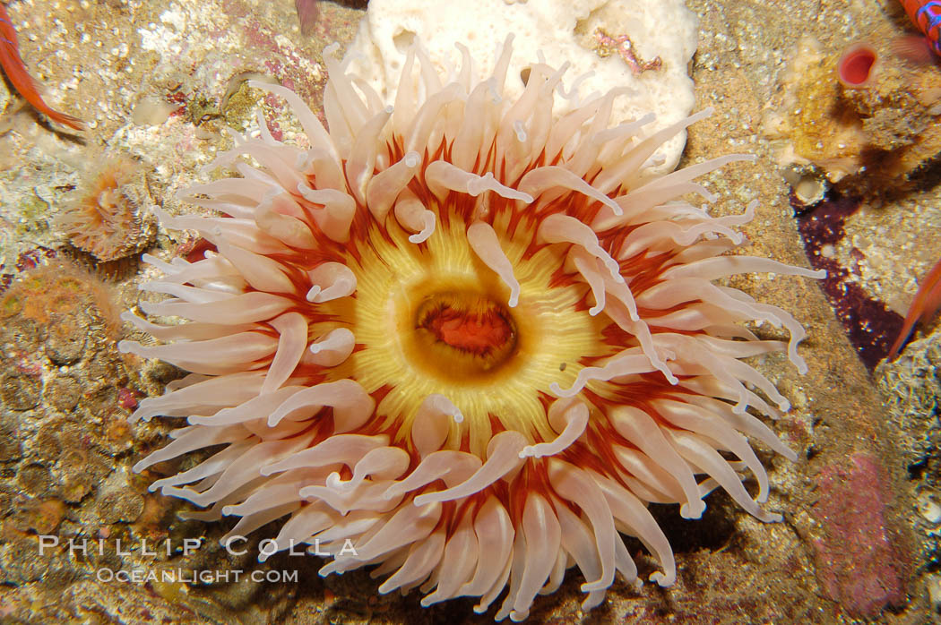 Fish-eating anemone., Urticina, natural history stock photograph, photo id 09043