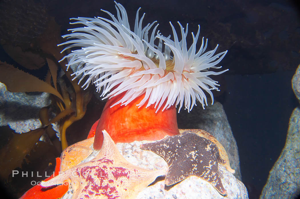 Fish-eating anemone., Urticina piscivora, natural history stock photograph, photo id 14051
