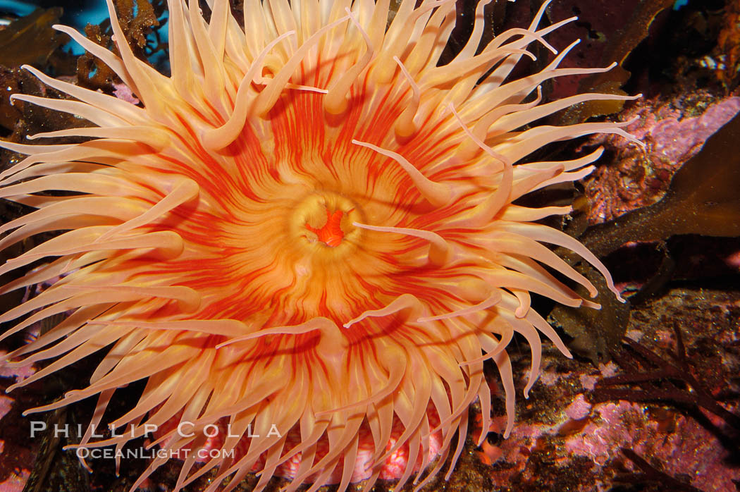 Fish-eating anemone., Urticina, natural history stock photograph, photo id 09041