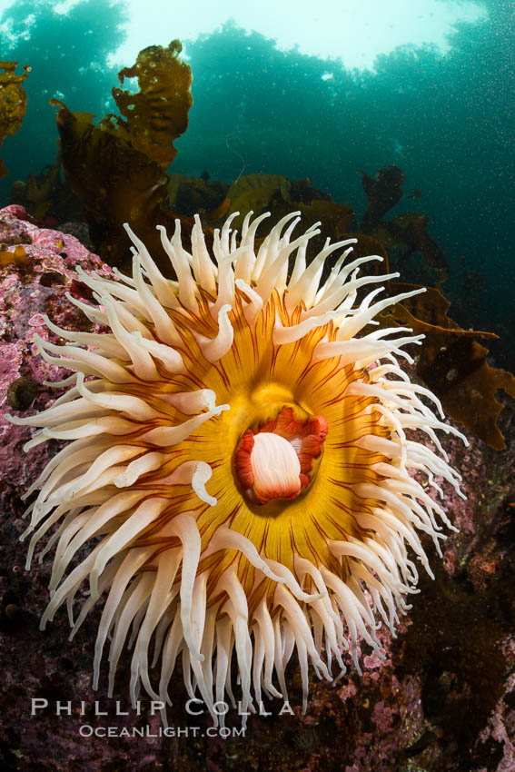 The Fish Eating Anemone Urticina piscivora, a large colorful anemone found on the rocky underwater reefs of Vancouver Island, British Columbia, Urticina piscivora