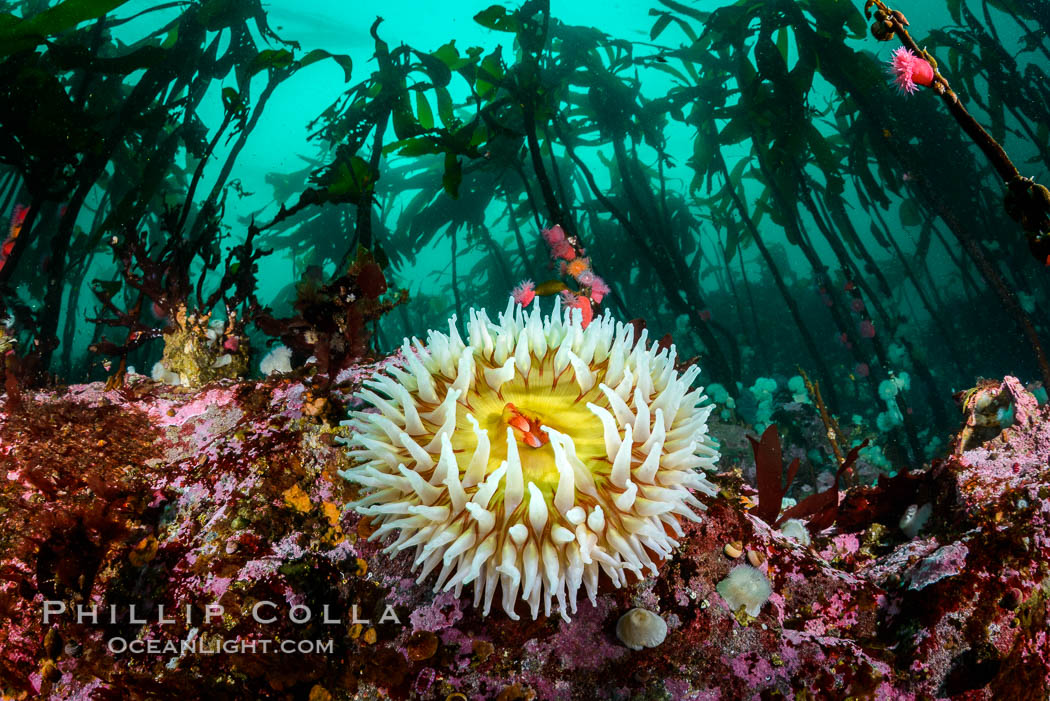 The Fish Eating Anemone Urticina piscivora, a large colorful anemone found on the rocky underwater reefs of Vancouver Island, British Columbia. Canada, Urticina piscivora, natural history stock photograph, photo id 34331