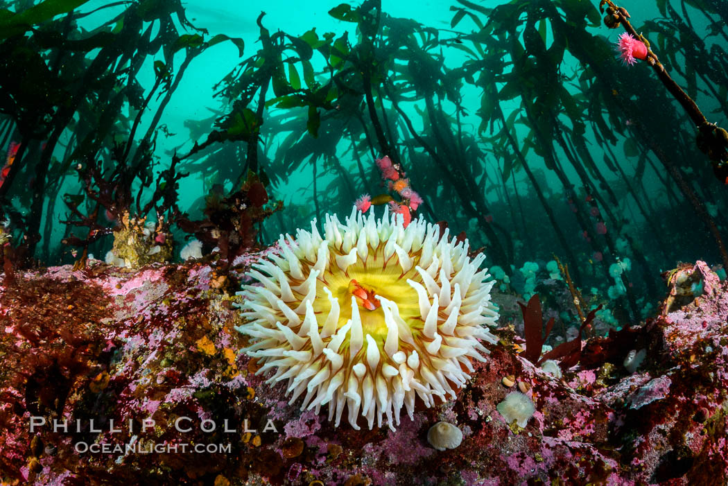 The Fish Eating Anemone Urticina piscivora, a large colorful anemone found on the rocky underwater reefs of Vancouver Island, British Columbia, Urticina piscivora