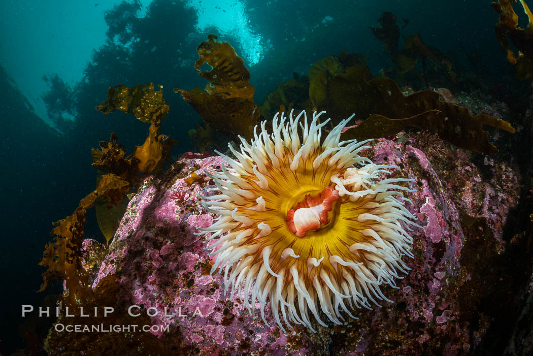 The Fish Eating Anemone Urticina piscivora, a large colorful anemone found on the rocky underwater reefs of Vancouver Island, British Columbia. Canada, Urticina piscivora, natural history stock photograph, photo id 34345