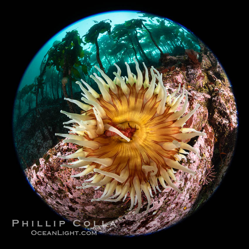 The Fish Eating Anemone Urticina piscivora, a large colorful anemone found on the rocky underwater reefs of Vancouver Island, British Columbia. Canada, Urticina piscivora, natural history stock photograph, photo id 35296
