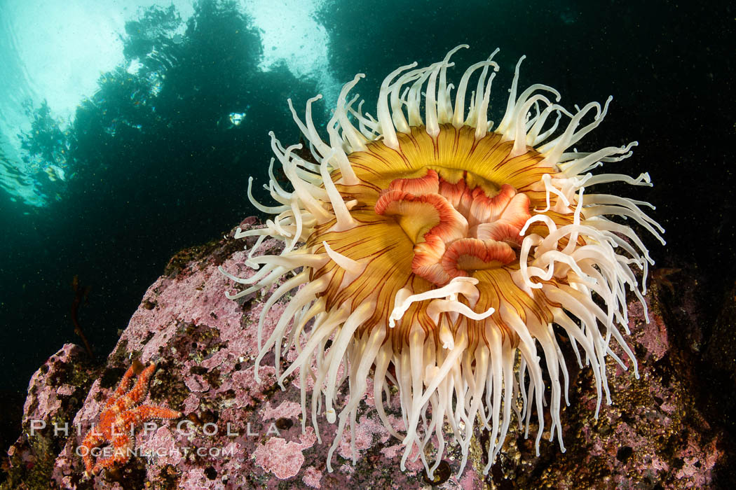 The Fish Eating Anemone Urticina piscivora, a large colorful anemone found on the rocky underwater reefs of Vancouver Island, British Columbia. Canada, Urticina piscivora, natural history stock photograph, photo id 35352