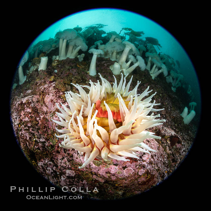 The Fish Eating Anemone Urticina piscivora, a large colorful anemone found on the rocky underwater reefs of Vancouver Island, British Columbia. Canada, Metridium farcimen, Urticina piscivora, natural history stock photograph, photo id 35516