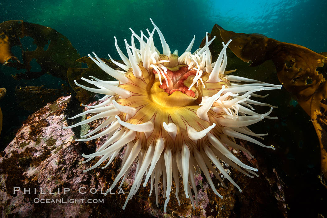 The Fish Eating Anemone Urticina piscivora, a large colorful anemone found on the rocky underwater reefs of Vancouver Island, British Columbia. Canada, Urticina piscivora, natural history stock photograph, photo id 35383