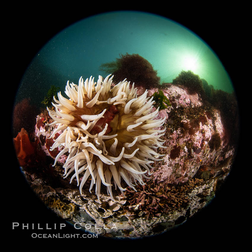 The Fish Eating Anemone Urticina piscivora, a large colorful anemone found on the rocky underwater reefs of Vancouver Island, British Columbia. Canada, Urticina piscivora, natural history stock photograph, photo id 35431
