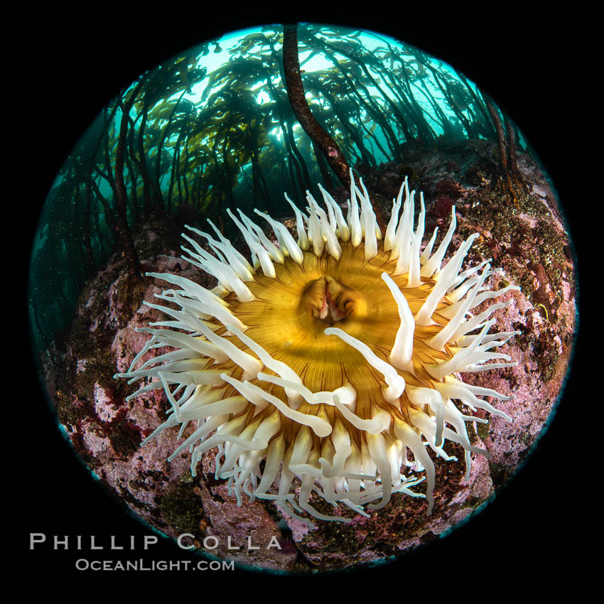 The Fish Eating Anemone Urticina piscivora, a large colorful anemone found on the rocky underwater reefs of Vancouver Island, British Columbia. Canada, Urticina piscivora, natural history stock photograph, photo id 35249
