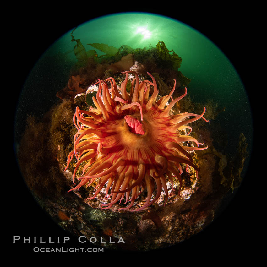The Fish Eating Anemone Urticina piscivora, a large colorful anemone found on the rocky underwater reefs of Vancouver Island, British Columbia. Canada, Urticina piscivora, natural history stock photograph, photo id 35301