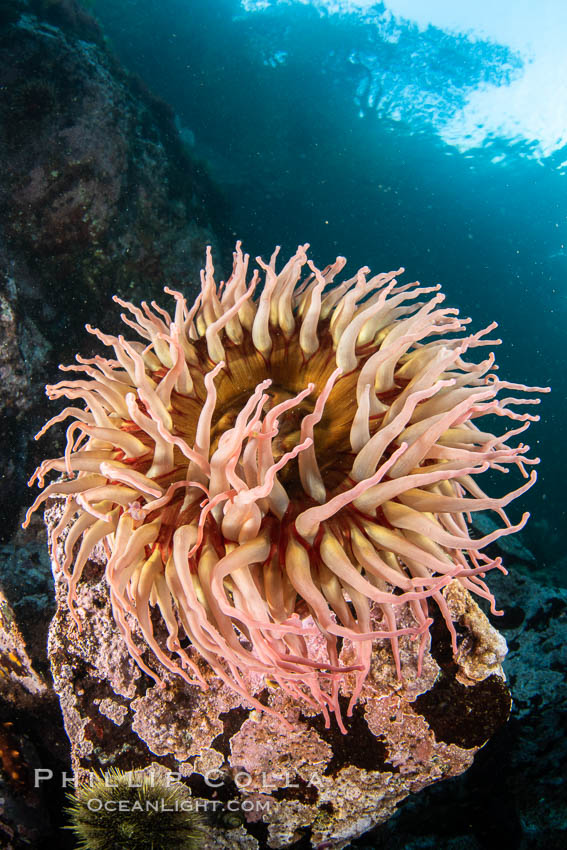 The Fish Eating Anemone Urticina piscivora, a large colorful anemone found on the rocky underwater reefs of Vancouver Island, British Columbia. Canada, Urticina piscivora, natural history stock photograph, photo id 35325
