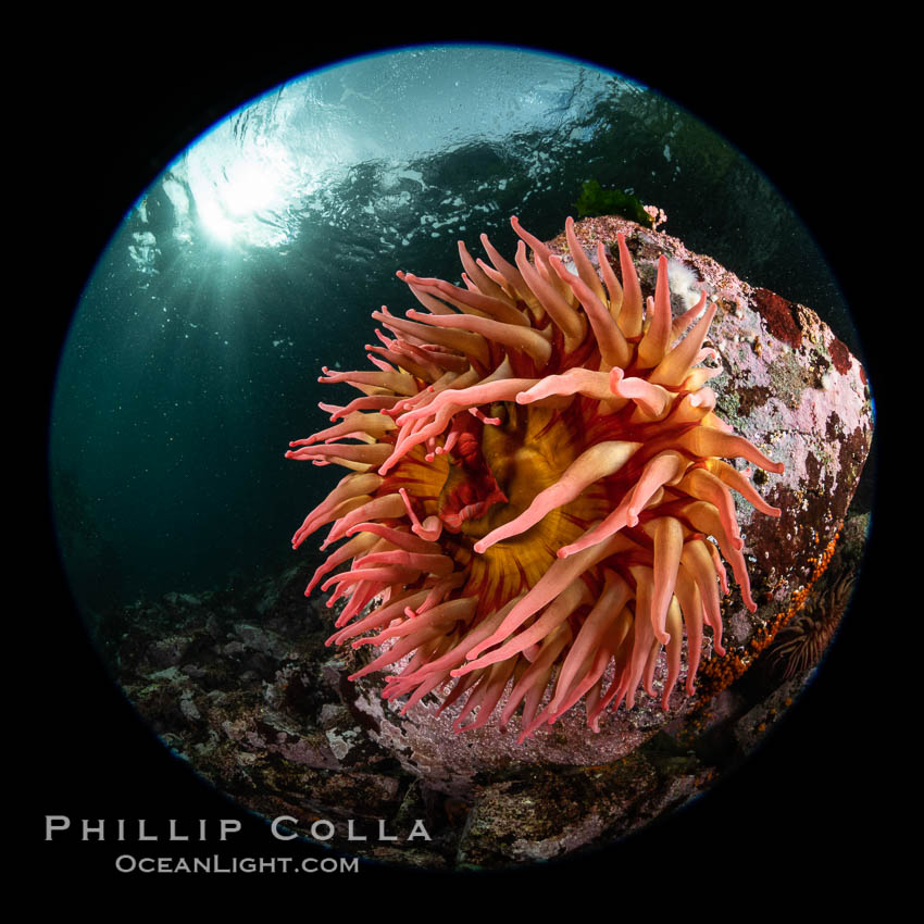 The Fish Eating Anemone Urticina piscivora, a large colorful anemone found on the rocky underwater reefs of Vancouver Island, British Columbia. Canada, Urticina piscivora, natural history stock photograph, photo id 35341