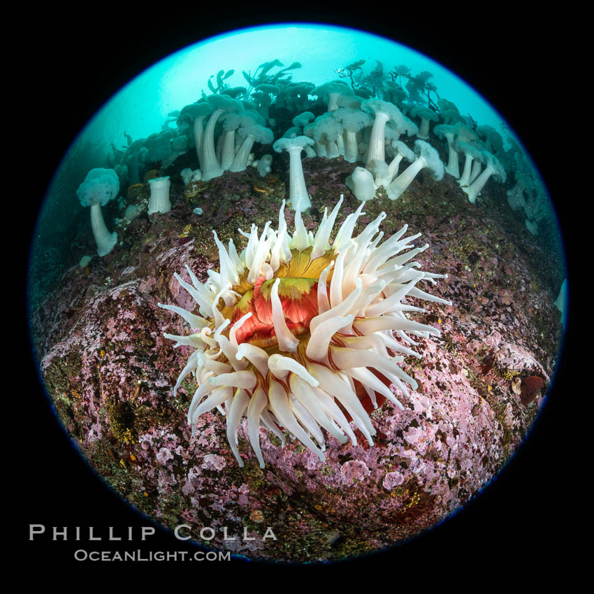 The Fish Eating Anemone Urticina piscivora, a large colorful anemone found on the rocky underwater reefs of Vancouver Island, British Columbia. Canada, Metridium farcimen, Urticina piscivora, natural history stock photograph, photo id 35345
