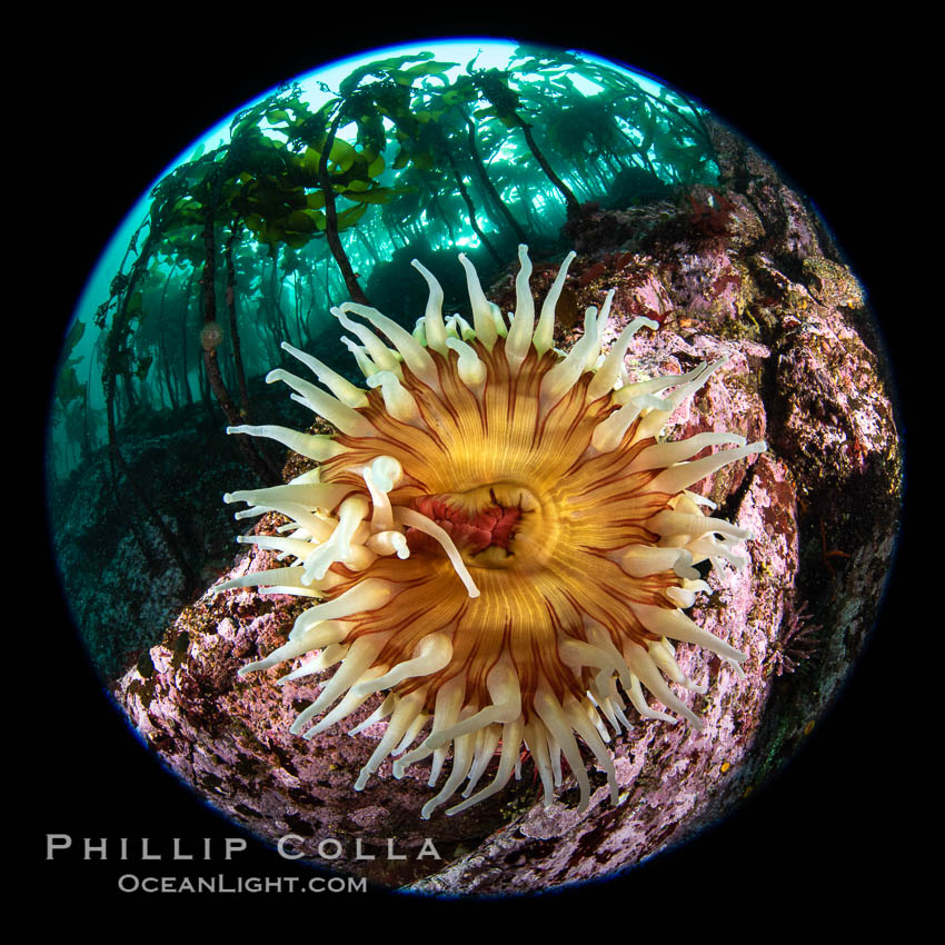 The Fish Eating Anemone Urticina piscivora, a large colorful anemone found on the rocky underwater reefs of Vancouver Island, British Columbia. Canada, Urticina piscivora, natural history stock photograph, photo id 35361