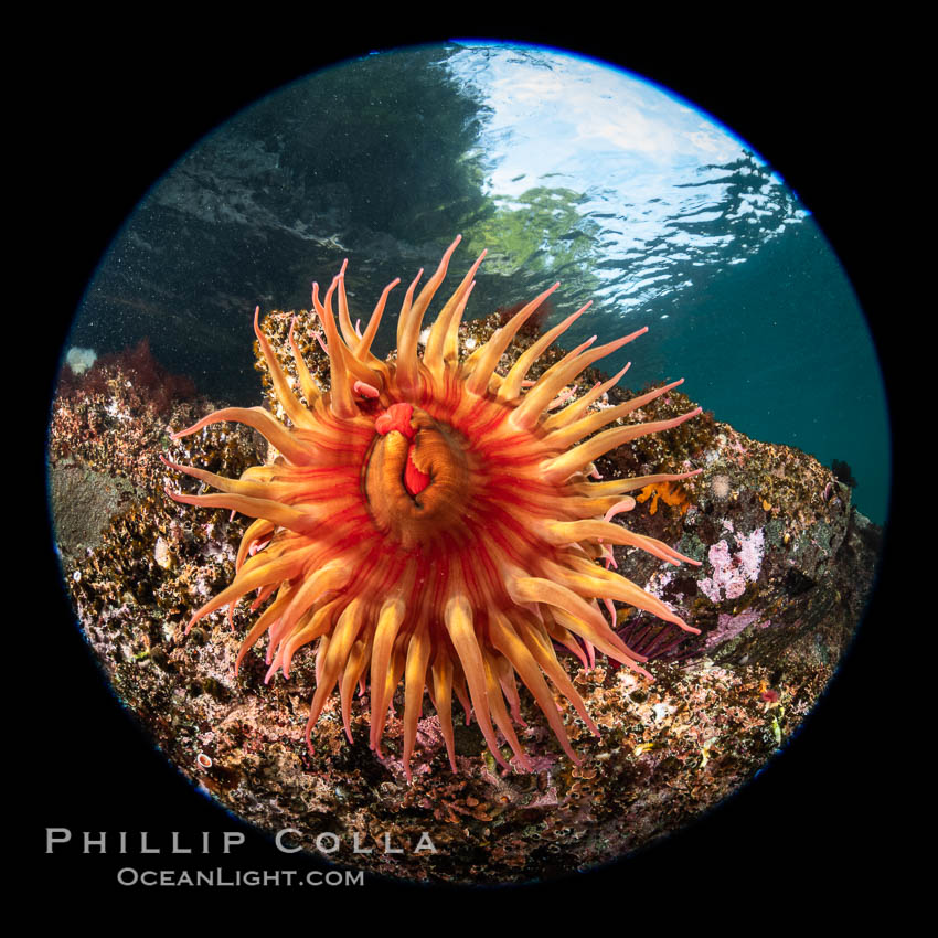 The Fish Eating Anemone Urticina piscivora, a large colorful anemone found on the rocky underwater reefs of Vancouver Island, British Columbia. Canada, Urticina piscivora, natural history stock photograph, photo id 35509