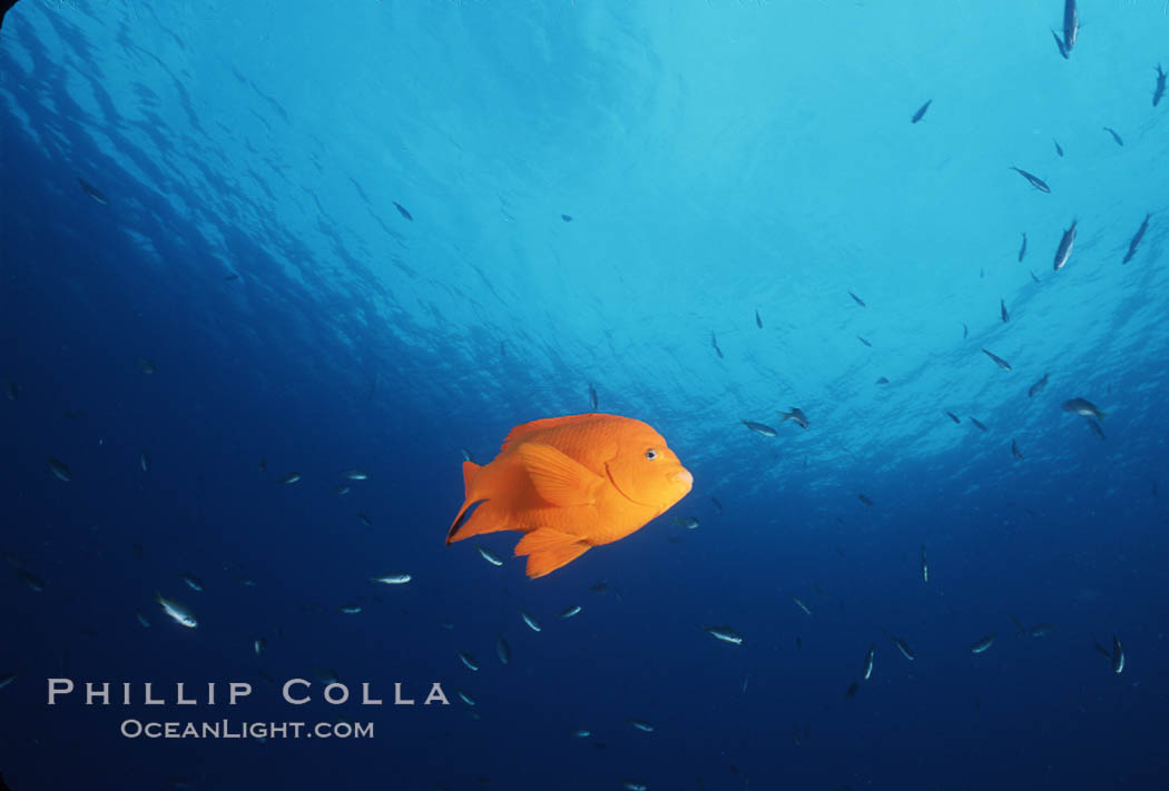 Garibaldi. Catalina Island, California, USA, Hypsypops rubicundus, natural history stock photograph, photo id 04814