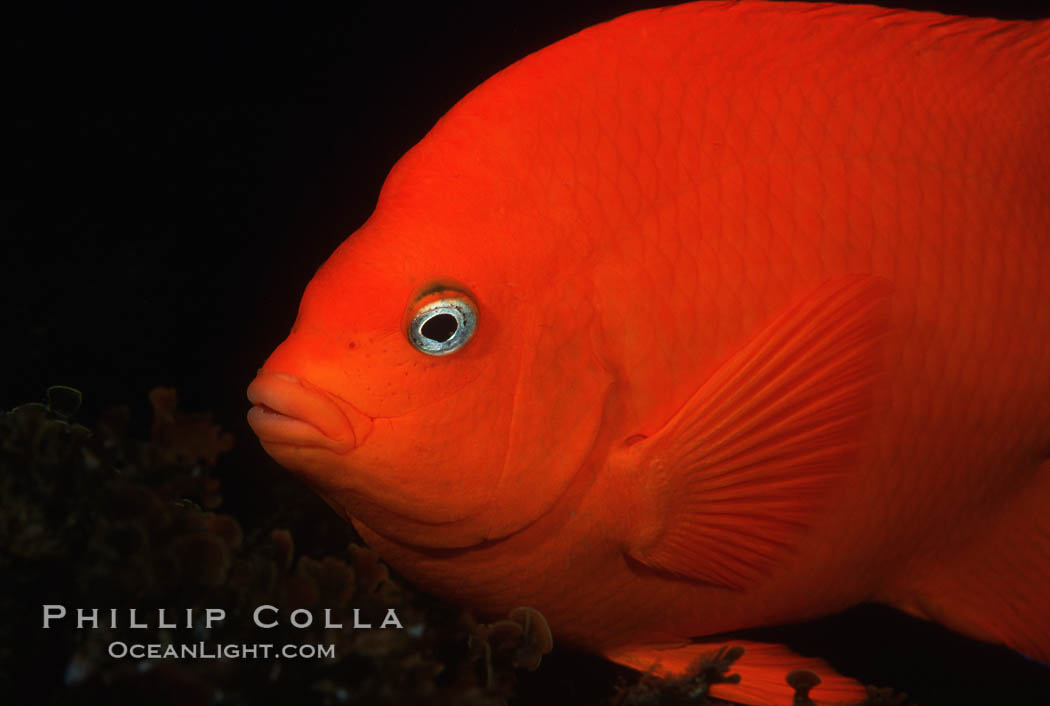 Garibaldi. San Clemente Island, California, USA, Hypsypops rubicundus, natural history stock photograph, photo id 05074