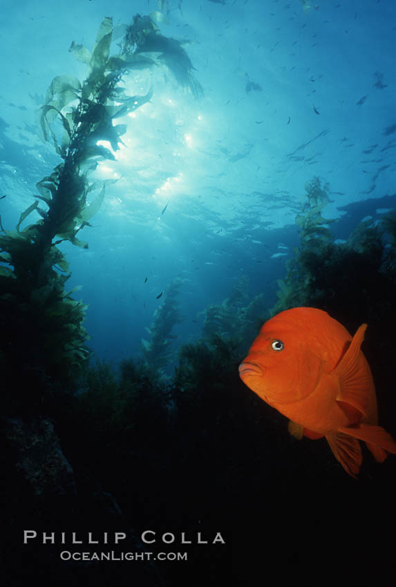 Garibaldi. San Clemente Island, California, USA, Hypsypops rubicundus, natural history stock photograph, photo id 05082