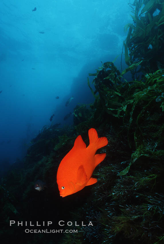 Garibaldi. San Clemente Island, California, USA, Hypsypops rubicundus, natural history stock photograph, photo id 05090