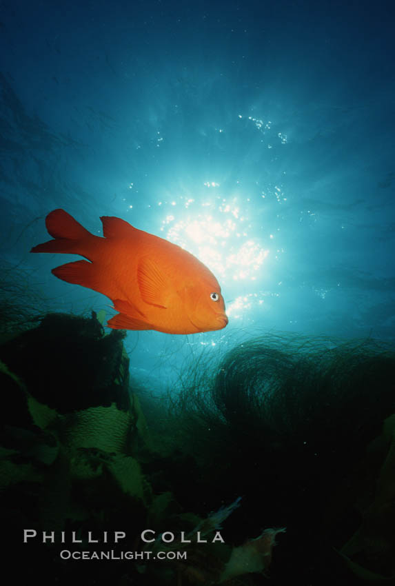 Garibaldi. San Clemente Island, California, USA, Hypsypops rubicundus, natural history stock photograph, photo id 05094