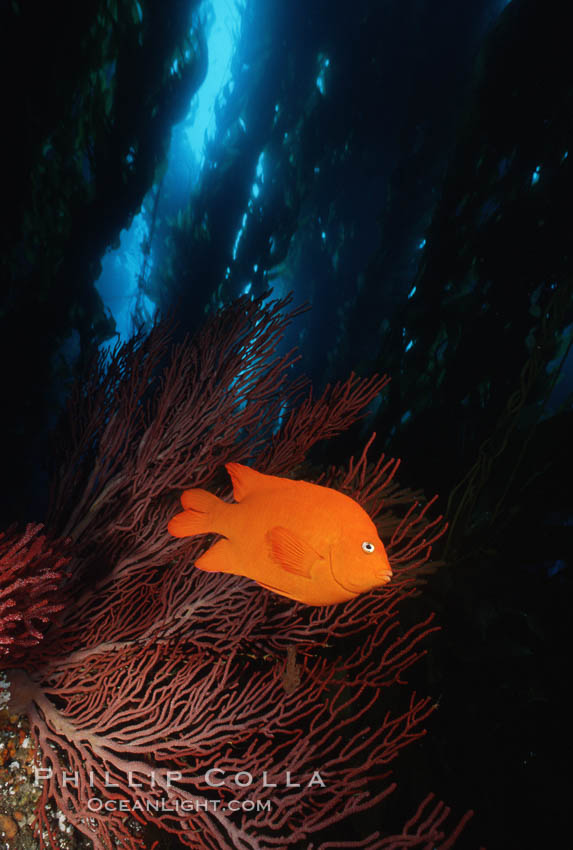 Garibaldi, kelp forest. San Clemente Island, California, USA, Hypsypops rubicundus, natural history stock photograph, photo id 05098
