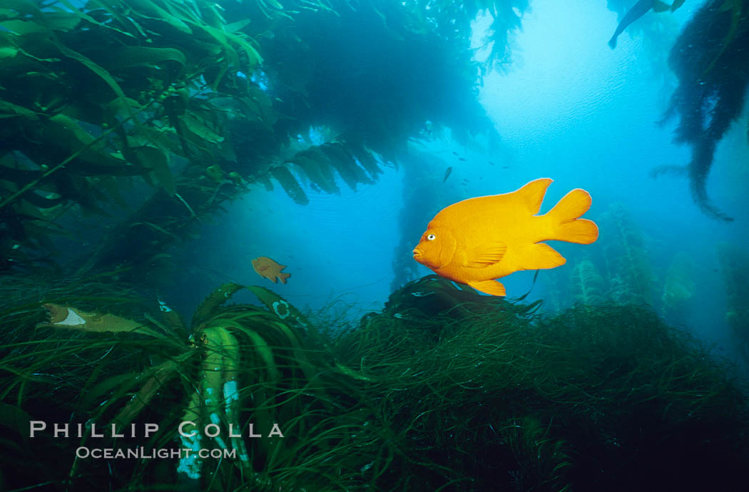 Garibaldi swimming over surfgrass in kelp forest. San Clemente Island, California, USA, Hypsypops rubicundus, Macrocystis pyrifera, Phyllospadix, natural history stock photograph, photo id 06274