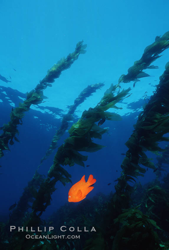 Garibaldi, kelp forest. San Clemente Island, California, USA, Hypsypops rubicundus, natural history stock photograph, photo id 05092